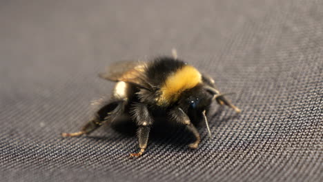 Bumble-bee-sits-on-cloth-and-crawls-out-of-shot