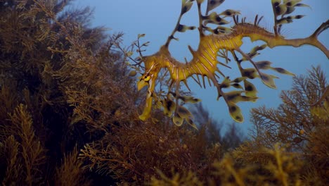 Leafy-Sea-Dragon-Juvenile-Close-Ups-Phycodurus-eques-South-Australia-4k