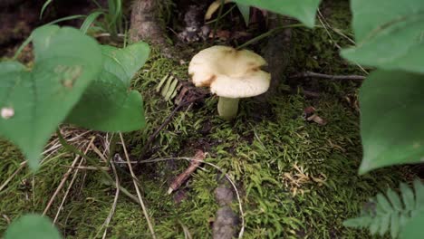 Closeup-of-Lactarius-milk-cap-mushroom-hidden-in-forest,-static,-day