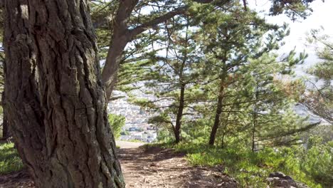 City-view-from-a-mountain-in-south-san-francisco-trekking-trail-with-residential-houses-pine-trees-grass-and-blue-sky