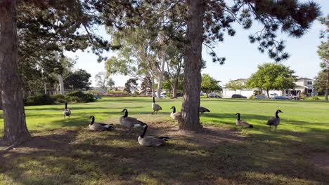 Geese-resting-under-a-tree-shadow-on-a-sunny-day-in-suburban-park-in-foster-city