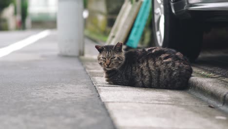 Schwarze-Gestreifte-Katze,-Die-Auf-Der-Straße-Liegt-Und-Sich-Tagsüber-In-Tokio,-Japan,-Schläfrig-Fühlt