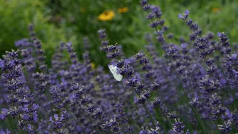 Schmetterling-Fliegt-In-Zeitlupe-Auf-Lavendel