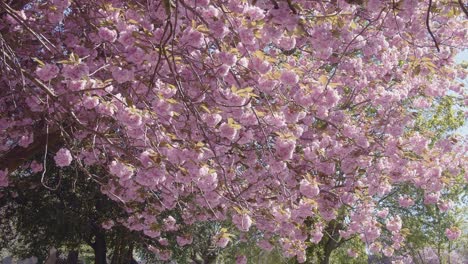 Kirschblüten-In-Der-Typischen-Englischen-Landschaft,-Statisch-Gesperrte-Aufnahme