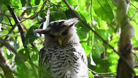 Spot-bellied-Eagle-owl,-Bubo-nipalensis,-looking-down-to-the-camera,-this-Owl-was-very-difficult-to-find-up-high-on-treetops-and-the-terrain-was-impossible-in-the-jungle-of-Kaeng-Krachan