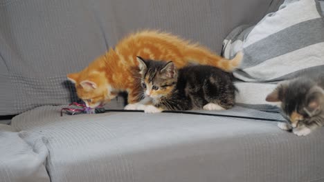 Zeitlupenaufnahme-Von-Kätzchen,-Die-Auf-Einem-Sofa-Miteinander-Spielen