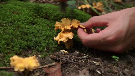 Closeup-of-hands-brushing-dirt-off-chanterelle-mushrooms-in-forest,-static,-day