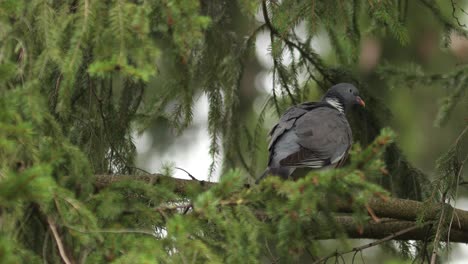 Common-wood-pigeon-standing-on-a-branch-in-a-pine-tree-seen-from-the-back-blowing-its-feathers-up-and-shaking-them-framed-by-pine-tree-twigs-and-greenery-around