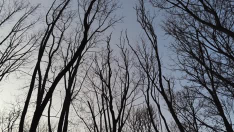 Looking-Up-At-Winter-Trees-In-The-Forest-Against-Light-Grey-Sky---Tilt-Up-Shot