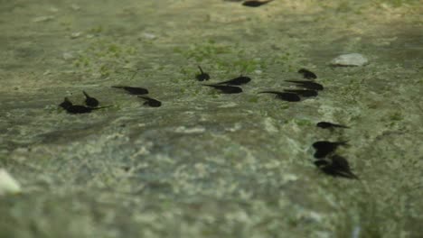 Tadpole-family-and-green-nature-background