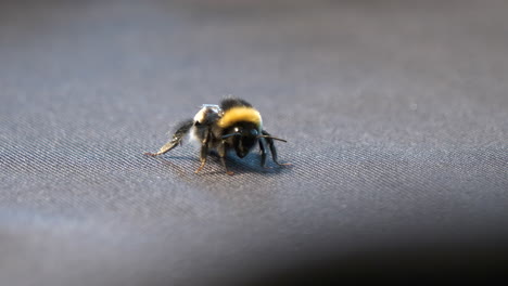 Detail-Macro-shot-of-Agitated-bumblebee-ready-to-attack