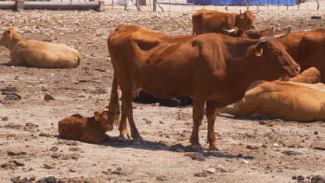 Mother-cow-with-her-breed-under-the-sun-in-Andalusia,-Spain