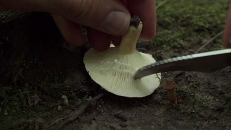 Macro-closeup-of-man's-hand-cutting-Milk-cap-gill-mushroom-with-knife,-static