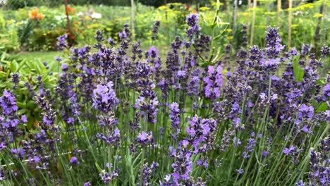 Schöner-Eleganter-Blumenstrauß-Aus-Violetten-Heidekraut-Mit-Bienen,-Die-Nektar-Saugen
