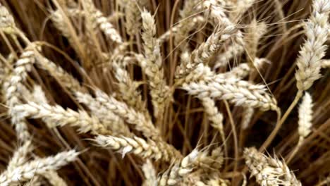 Close-up-shot-of-Golden-Ears-Of-Wheat-On-The-Field-waving-in-the-wind
