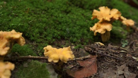 Wild-bright-yellow-chanterelle-mushrooms,-moss-forest-background,-slider,-day