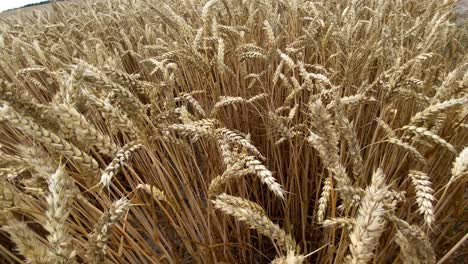 Beautiful-nature-shot-of-wheatfield-between-Ears-Of-Yellow-wheat,slow-forward
