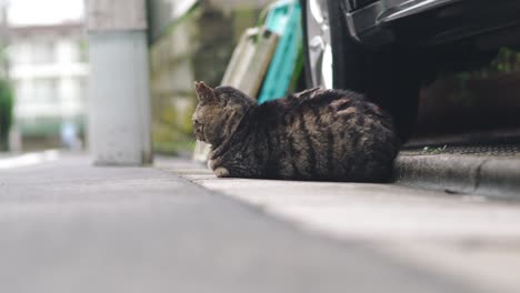 Eine-Entzückende-Katze,-Die-Auf-Der-Straße-In-Tokyo,-Japan-Liegt---Selektiver-Fokus