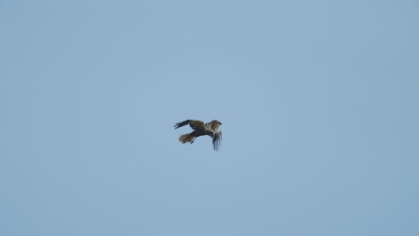 Marsh-harrier-in-flight-over-fields-and-bushes-hunting-pray