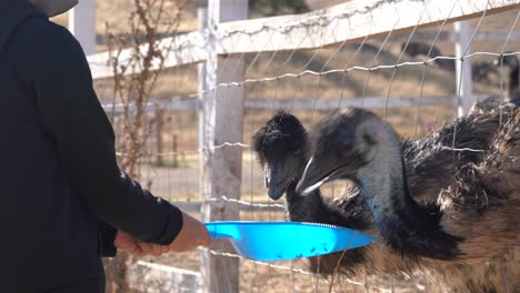Kind-Füttert-Emus-Auf-Einer-Straußenfarm