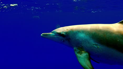 Delfín-Común-Con-Rémora,-Lechón-Nadando-Cerca-De-La-Cámara-Junto-Al-Océano-Azul