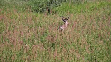 Lone-whitetail-deer-with-short-antlers-walking-undisturbed-through-tall-grass