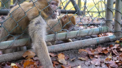 A-beautiful-monkey-mother-and-a-sweet-baby-barbary-ape-reach-through-the-fence-with-their-arms-to-reach-the-food