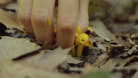 Macro-shot-of-hidden-yellow-Chanterelle-mushroom-picked-up-by-hand,-static,-day