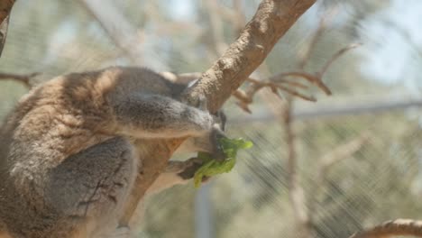 Close-Up-Of-Ring-Tailed-Lemur-In-A-Tree-Eating-A-Piece-Of-Lettuce-In-Slow-Motion