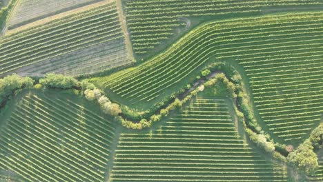 Drone-shot-of-a-slow-river-flowing-thru-the-vineyard