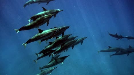 Manada-De-Delfines-Giradores-Nadando-En-El-Océano-Azul-Con-Rayos-De-Sol