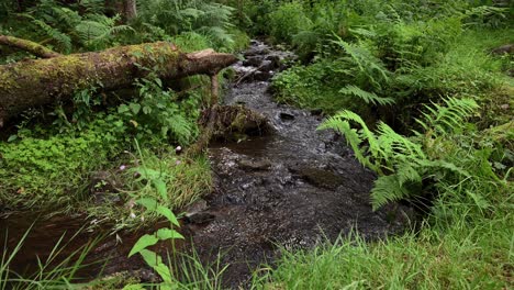 Beautiful-creek-flowing-in-a-scottish-highland-woodland--Static-shot