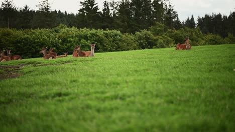 Red-deer-farming-in-Scotland-Static-shot