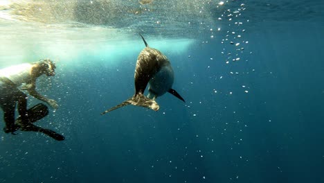 Hombre-Nadando-Y-Divirtiéndose-Con-El-Delfín-Mular-Junto-Al-Océano-Azul-Turquesa
