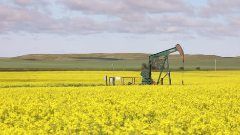 Lone-Pumpjack-in-a-field-of-yellow-flowers-swaying-in-breeze,-contrast-of-human-impact-and-beauty-of-nature,-static-shot