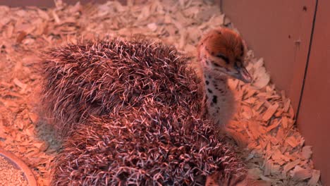 Two-week-old-baby-ostriches-warming-up-under-a-heat-lamp