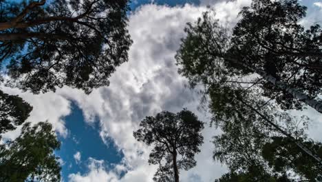 Zeitraffer-Mit-Blick-Auf-Wolken,-Die-Am-Blauen-Himmel-über-Bäume-Im-Wald-Rollen