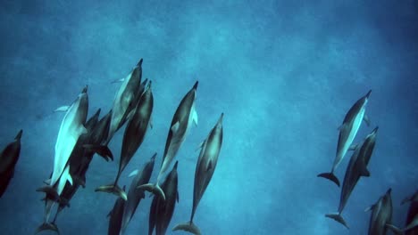 Gran-Grupo-De-Delfines-Giradores-Nadando-Tranquilamente-En-Un-Océano-Azul-Tropical-Con-Los-Rayos-Brillantes-De-La-Luz-Del-Sol