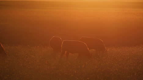 Perfect-sunlight-of-sunset-creating-silhouettes-of-three-cows-grazing-on-ranch