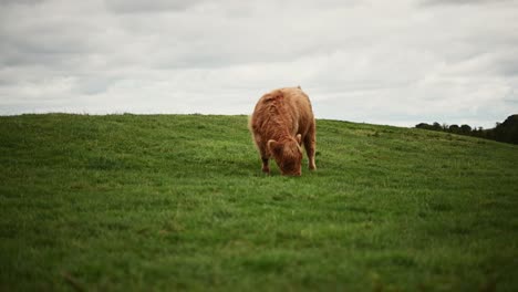Hermosa-Vaca-De-Las-Tierras-Altas-Pastando-En-Las-Verdes-Tierras-Altas-Escocesas