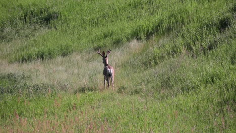 Lone-male-Whitetail-Buck-walking-majestically-through-high-grass-in-sunny-meadow