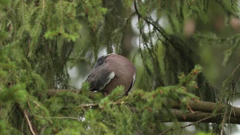 Common-wood-pigeon-standing-on-a-branch-in-a-pine-tree-grooming-itself-framed-by-pine-tree-twigs-and-greenery-out-of-focus-around
