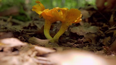 Macro-closeup-shot-of-yellow-chanterelle-mushroom-hidden-in-forest,-hands-cut-bottom-with-knife-and-brushes-it-from-dirt,-static,-day