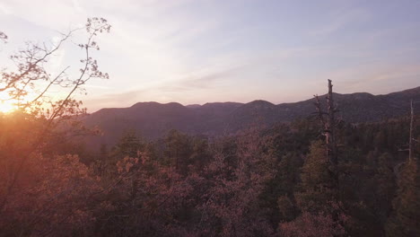 Durchfliegen-Und-Auftauchen-Aus-Den-Bäumen,-Um-Den-Sonnenuntergang-über-Den-Kiefern-Im-Wald-Von-San-Bernadino-In-Kalifornien-Zu-Sehen