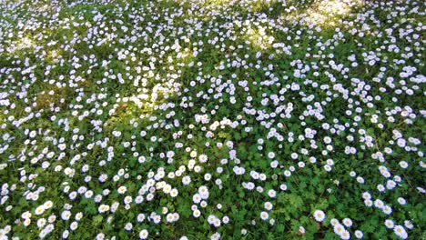 Chamomile-daisy-meadow-moving-with-the-wind