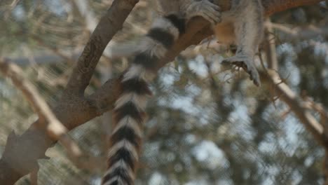 Close-Up-Of-Ring-Tailed-Lemur-From-Tail-To-Head-Lounging-In-A-Tree-Eating-Some-Lettuce-In-Slow-Motion