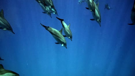 Manada-De-Delfines-Nadando-En-La-Profundidad-Del-Océano-Azul