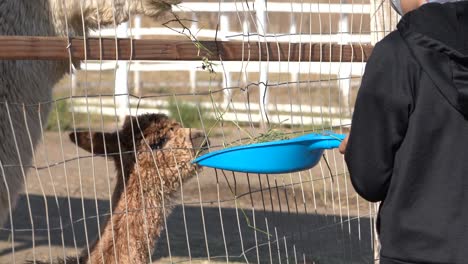 Child-feeding-alpacas-at-the-Gilroy-Ostrich-farm