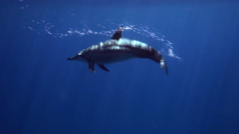 Delfín-Solitario-Deslizándose-Rápidamente-En-El-Agua-De-Mar-Azul-Profundo---Toma-Submarina