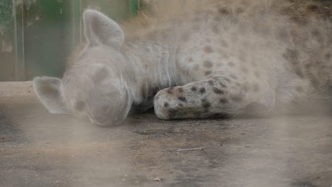 Close-Up-Of-Adult-Spotted-Hyena-At-The-Zoo-Laying-Down-For-A-Rest